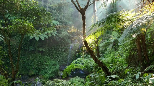 Scenic rainforest waterfall surrounded by lush greenery and morning sun rays.