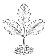 Hand-drawn sketch of a young coffee plant with large leaves growing from a pile of beans
