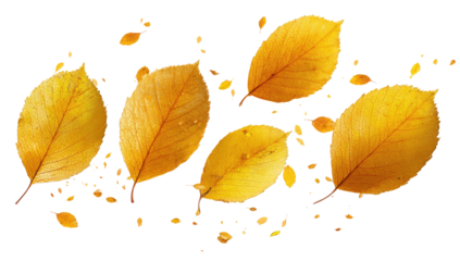 Autumn leaves scattered on a black background