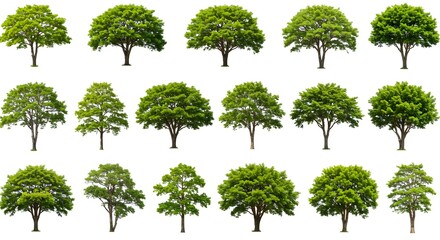 Fototapeta premium Diverse Collection of Lush Green Trees Isolated on White Background