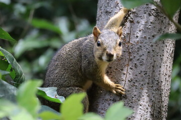 surprised squirrel climbing on a tree