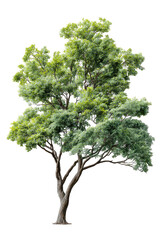 Obraz premium Lush green tree, full foliage, isolated on black