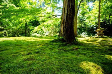 京都、瑠璃光院の風景