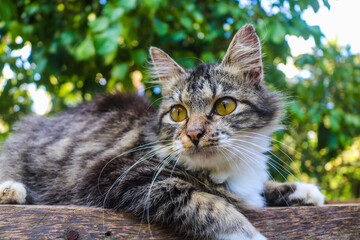 beautiful grey cat sitting on a wooden bench with a tree background