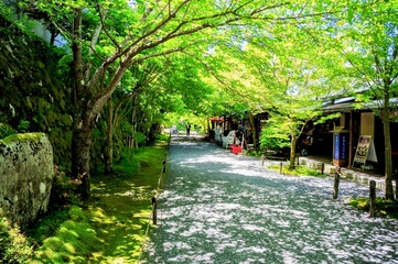 Fototapeta premium 京都、瑠璃光院の風景