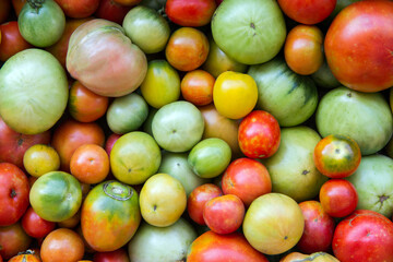 Fresh natural tomatoes of different colors and sizes. Many different tomatoes