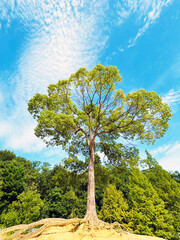 大高緑地公園にあるペレーの木と青空
