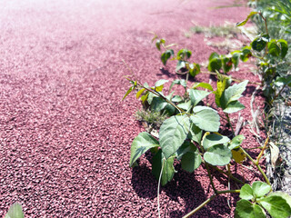 遊歩道際に生える緑の葉