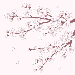 Elegant cherry blossom branches, a delicate floral design for spring celebrations and romantic moments