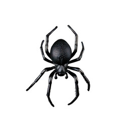 Obraz premium A black spider is hanging from string