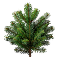  branch of a fir tree for christmas decoration isolated