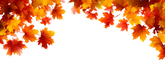 Autumn banner with place for text. Composition of Male leaves on white.
