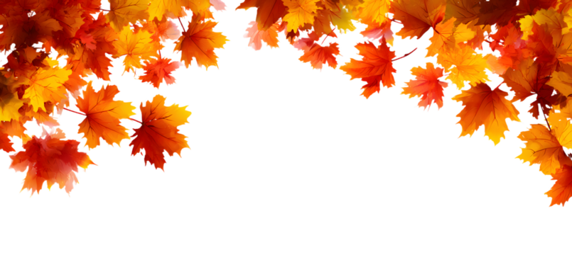 Autumn banner with place for text. Composition of Male leaves on white.