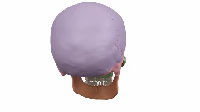 A colorful anatomical illustration of a human skull, showcasing individual bones with distinct colors, isolated on a white background