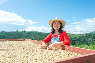 Colombian woman selecting coffee beans during drying process in raised bed