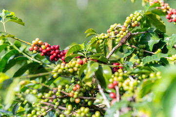 Red and green coffee beans growing on coffee plant in Colombia