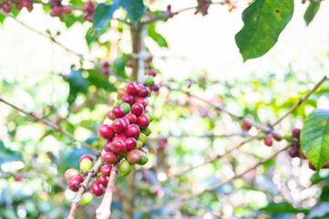 Red and green coffee beans ripening on a coffee plant in Colombia