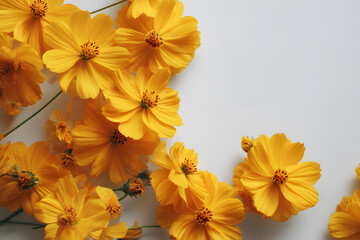 Obraz premium yellow flowers on white background