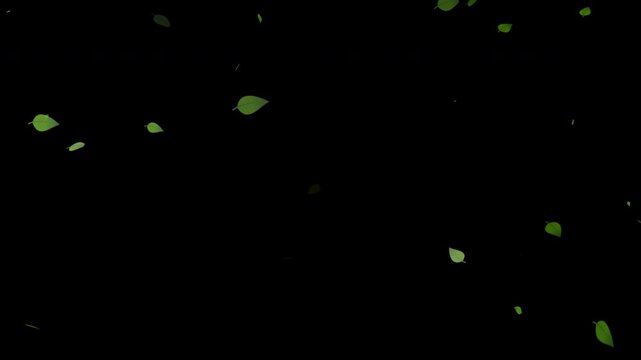 Falling Green Leaf, Autumn leaves falling animation overlay on Alpha Channel Background
