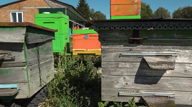 Apiary. Bees collect honey in honeycombs. Modern hives with honeycombs. The product of bees' vital activity is honey.