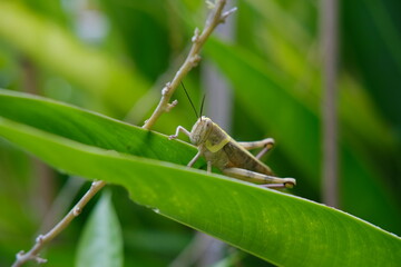 Large Grasshopper on Green Banana Leaf