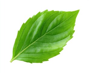 Fototapeta premium Vibrant green leaf with intricate veining, isolated on a clean white backdrop, displaying natural beauty and detail