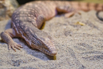 Lizard resting on sand in a natural habitat