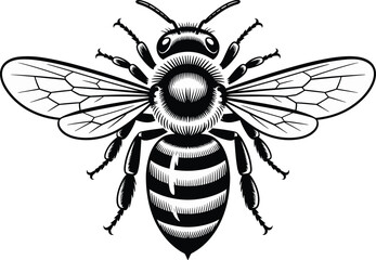 Detailed honey bee illustration, black and white insect drawing, realistic bee with wings, entomology vector, pollination design, vintage insect art