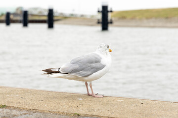 Seagull standing on a concrete ledge by the water, with a blurred background of a calm river and distant structures, showcasing natural wildlife in an urban environment