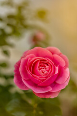 Close-up of blooming pink rose (Rosa) in Tallinn, Estonia. Detailed petals in sharp focus with green leaves and buds, blurred background of pastel wall creates romantic, natural floral composition.