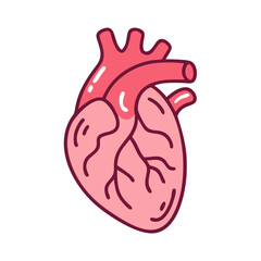 Anatomical heart icon for medical or scientific illustrations