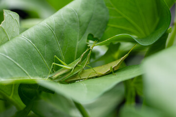 Battle of two males on a female oriental long-headed grasshopper (Acrida cinerea) in Japan in September