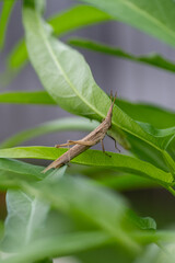 Brown long-headed grasshopper (Acrida cinerea) in Japan in September