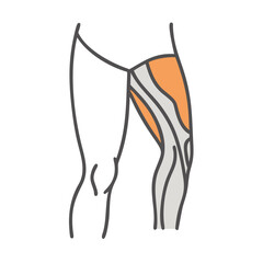 Human legs muscles detailed illustration in bright colors