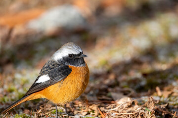 Close-up of a Daurian Redstart Bird in Natural Habitat