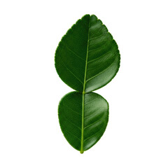Obraz premium Pristine emerald green Kaffir lime leaf, double-lobed, glossy, detailed veins, macro shot isolated on white with transparent background, shallow depth of field, concept of botanical beauty