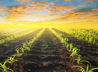 A verdant landscape of corn and wheat fields stretches under a vast blue sky with fluffy summer clouds