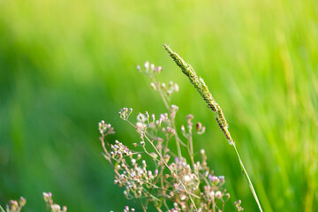 Close-up of fresh green grass in a field with dew drops and morning light