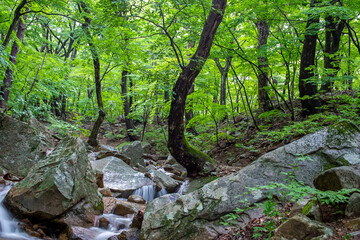 Lush Green Forest with Rocky Stream in Korea