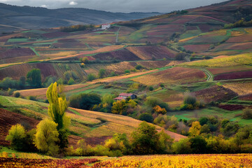 Beaujolais, le vignoble enautomne