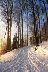 road in winter forest