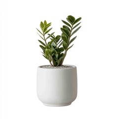 Small, green ZZ plant in a rounded, white pot filled with pebbles, centered on a white background