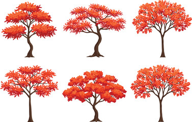 Set of six autumn deciduous trees with orange red foliage, vector illustration for seasonal nature design, education, and decoration use