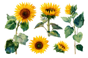 Sunflowers isolated on white background, watercolor otanical illustration, han drawing, set flowers and eaves