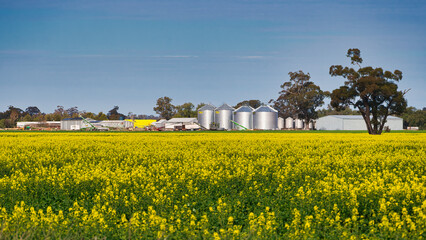 Canola crop in bloom with large grain silos © Alistair
