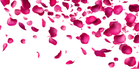 Rose petals flying on white background