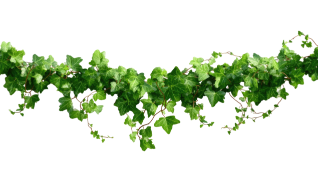 A horizontal arrangement of vibrant green ivy leaves and stems, forming a flowing garland.  The leaves are detailed and the stems are a light brownish-green