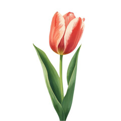Fototapeta premium red tulips isolated on white