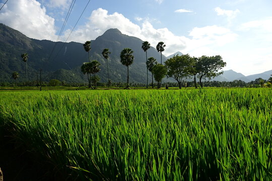 kollengode kerala