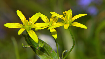 Gagea lutea flowers in the undergrowth of Transylvania.